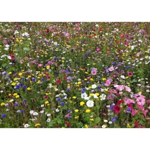 Plantes mel·líferes