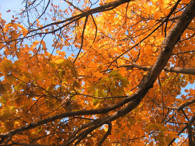 Llibres d'octubre