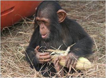 La Biblioteca serà durant tot un any "ChimpAmig@" del ximpanzè Kauka per haver participat a la campanya de reciclatge de mòbils